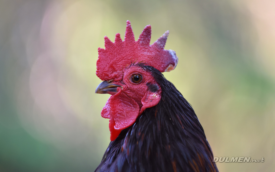 Bantam Rooster